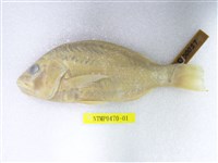 藏品(火斑笛鯛)的圖片